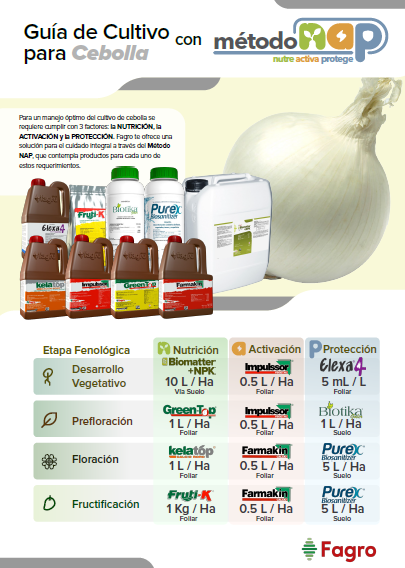 Guía de cultivo para cebolla con el método NAP