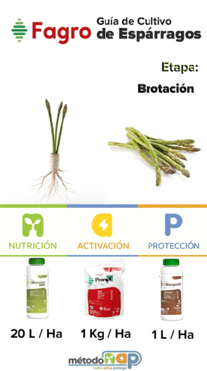 Guía de cultivo: Cultivo de esparragos