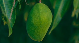 Biomatter-NPK para Mango