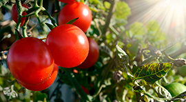 Biomatter-NPK para Tomate o jitomate