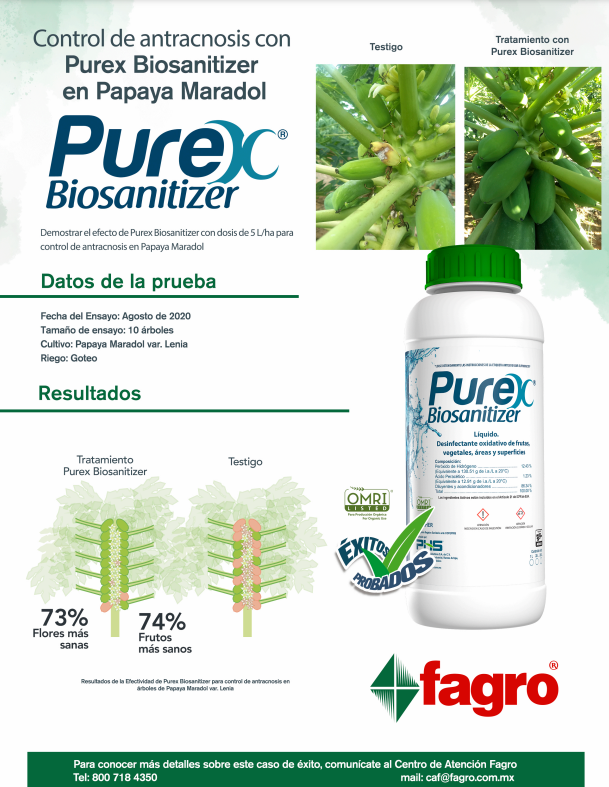 Control de antracnosis con Purex Biosanitizer en Papaya Maradol