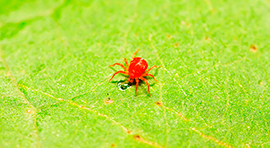 Biotika Canel Insecticida y acaricida orgánico líquido. para eliminar Araña roja