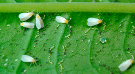 Biotika Allium Repelente e insecticida de origen orgánico a base de extracto de ajo, puede ser aplicado vía foliar y con efecto sistémico en la planta, en los cultivos y plagas. para eliminar Mosquita blanca